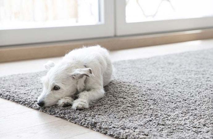 Pets and Carpeting