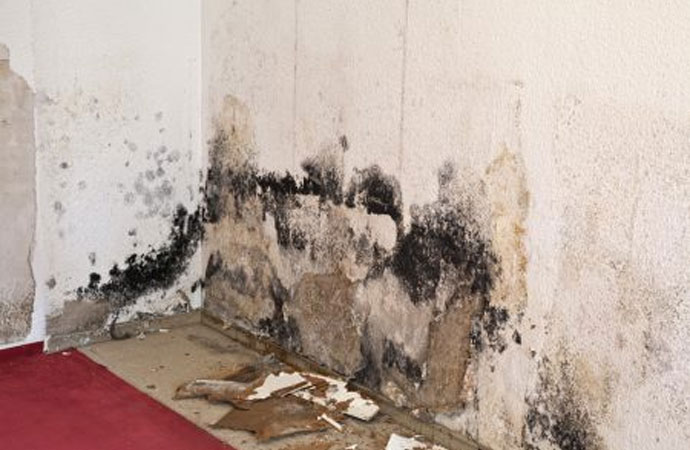 Mold can become a nuisance in your home