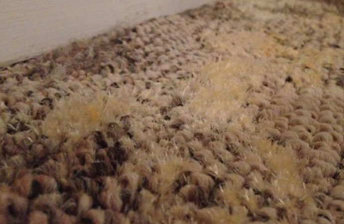 Germy Carpet