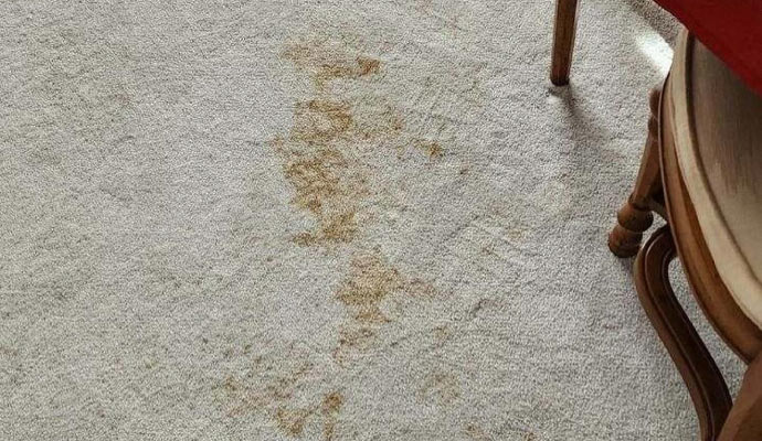 pet stain on carpet
