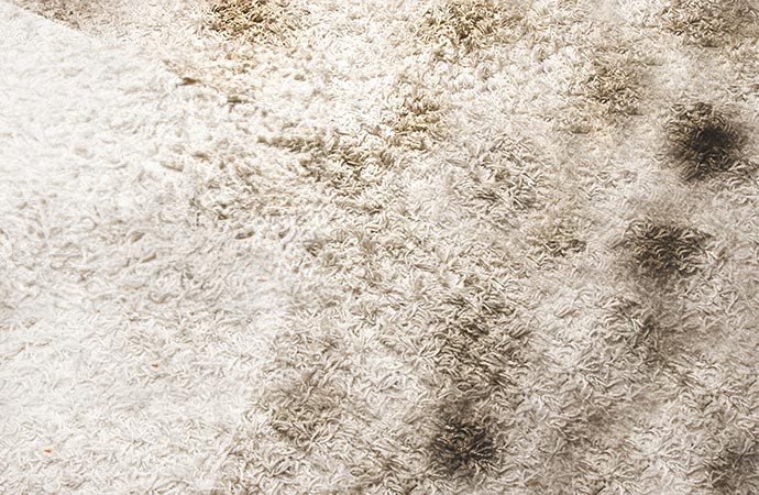 carpet mold and mildew cleaning