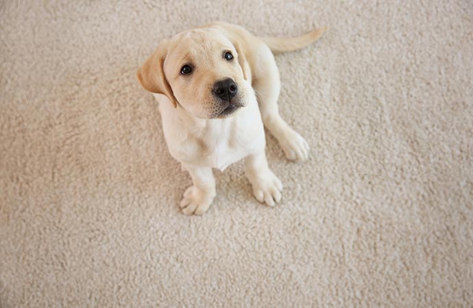 pet on carpet