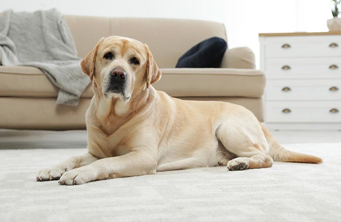 pet on carpet