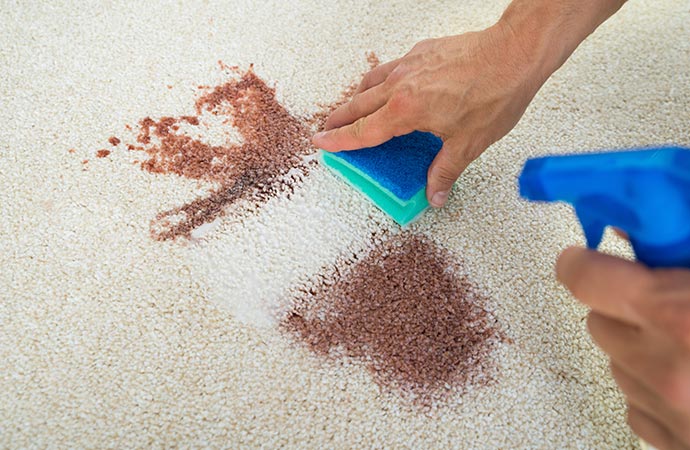 Man cleaning a wine stain on a carpet.
