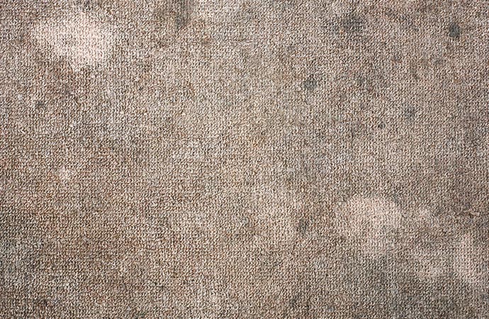 mold and dirty carpet