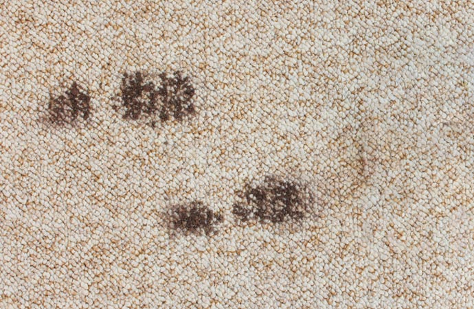 Muddy footprint on carpet mud removal service