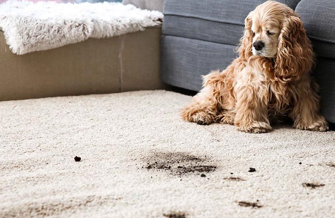Pet odor on the carpet