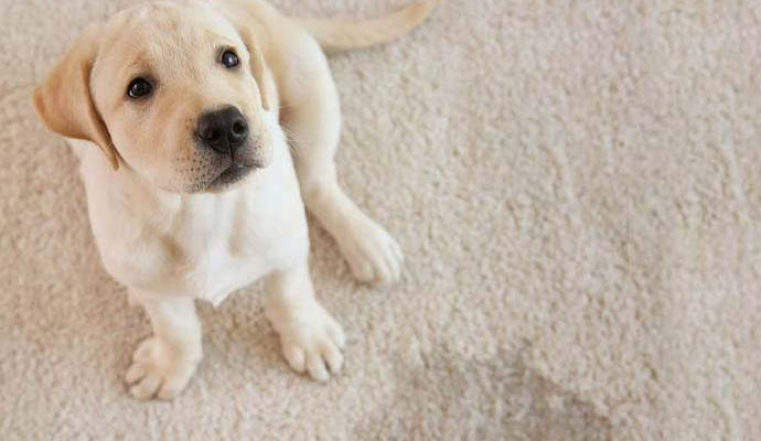 pet stain & odor on carpet