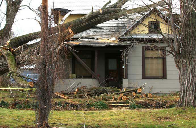 Tree Damage