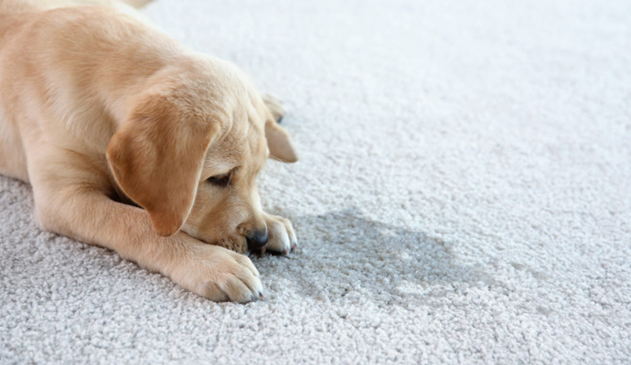 Pet Urine Treatment for Carpets in Woodbine